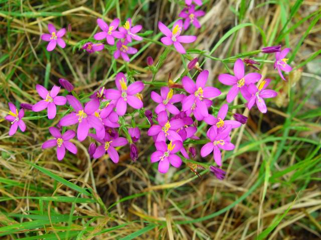 Centaurium sp.